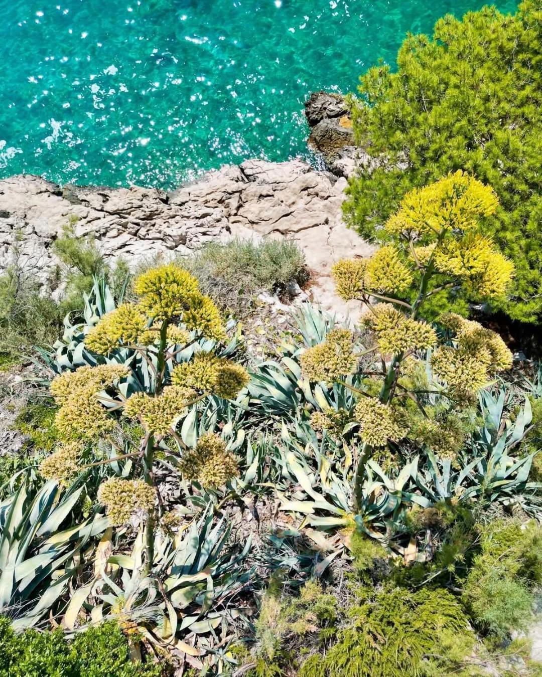 Apartment Villa Mirna Makarska Buitenkant foto