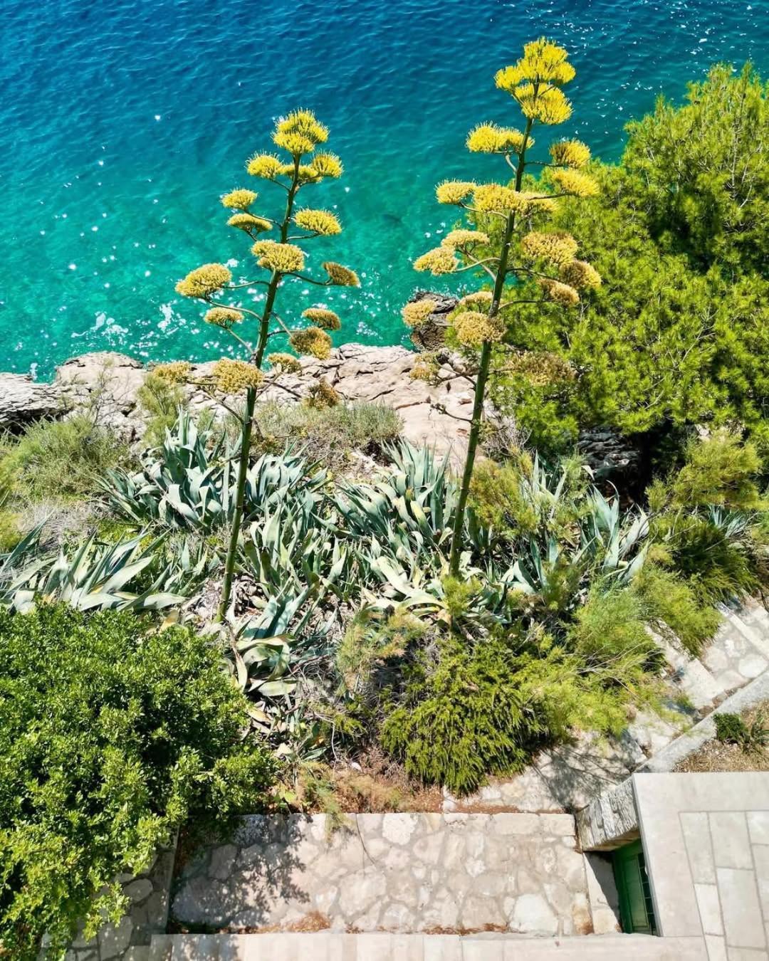 Apartment Villa Mirna Makarska Buitenkant foto